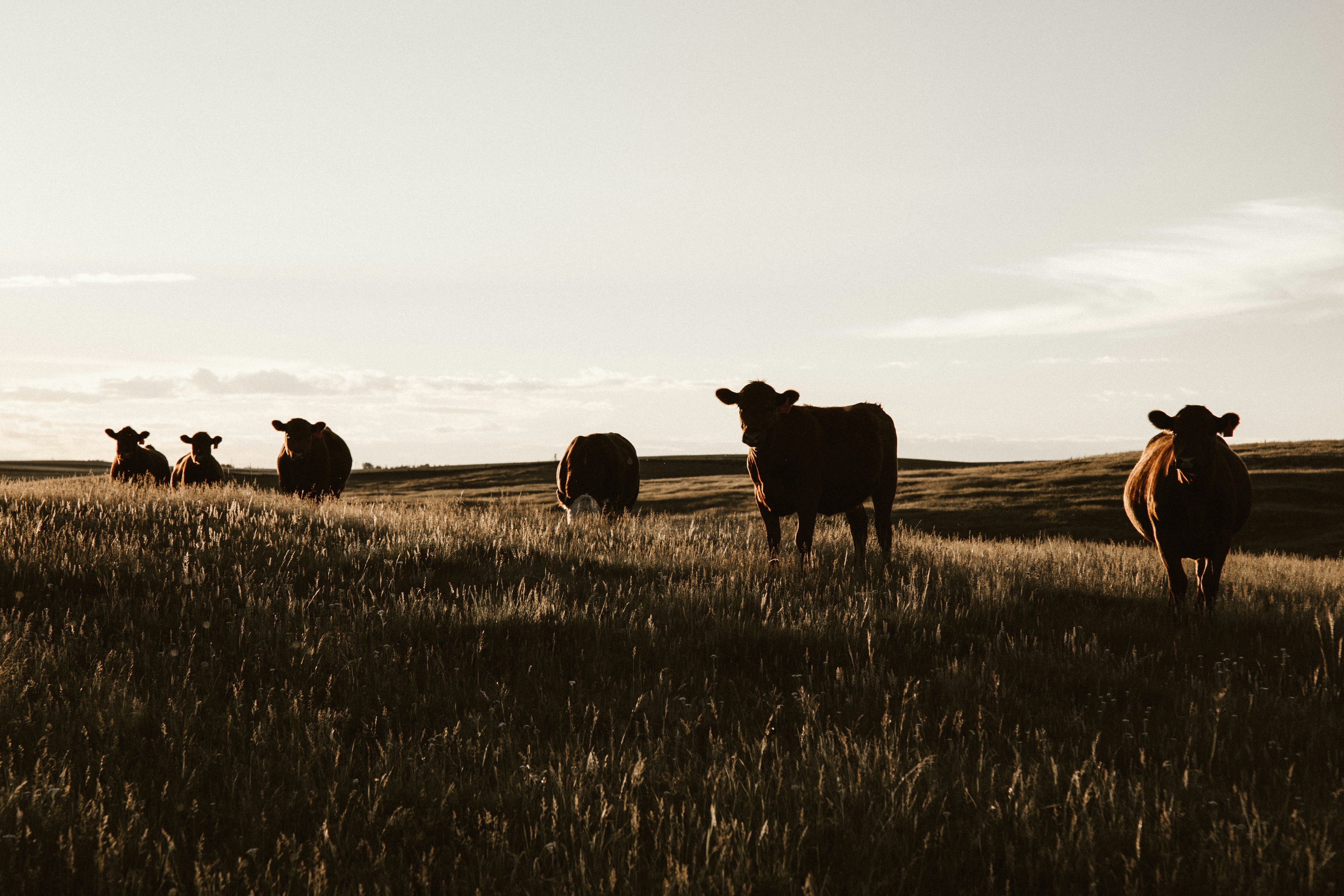 Protein from Grass-fed Beef