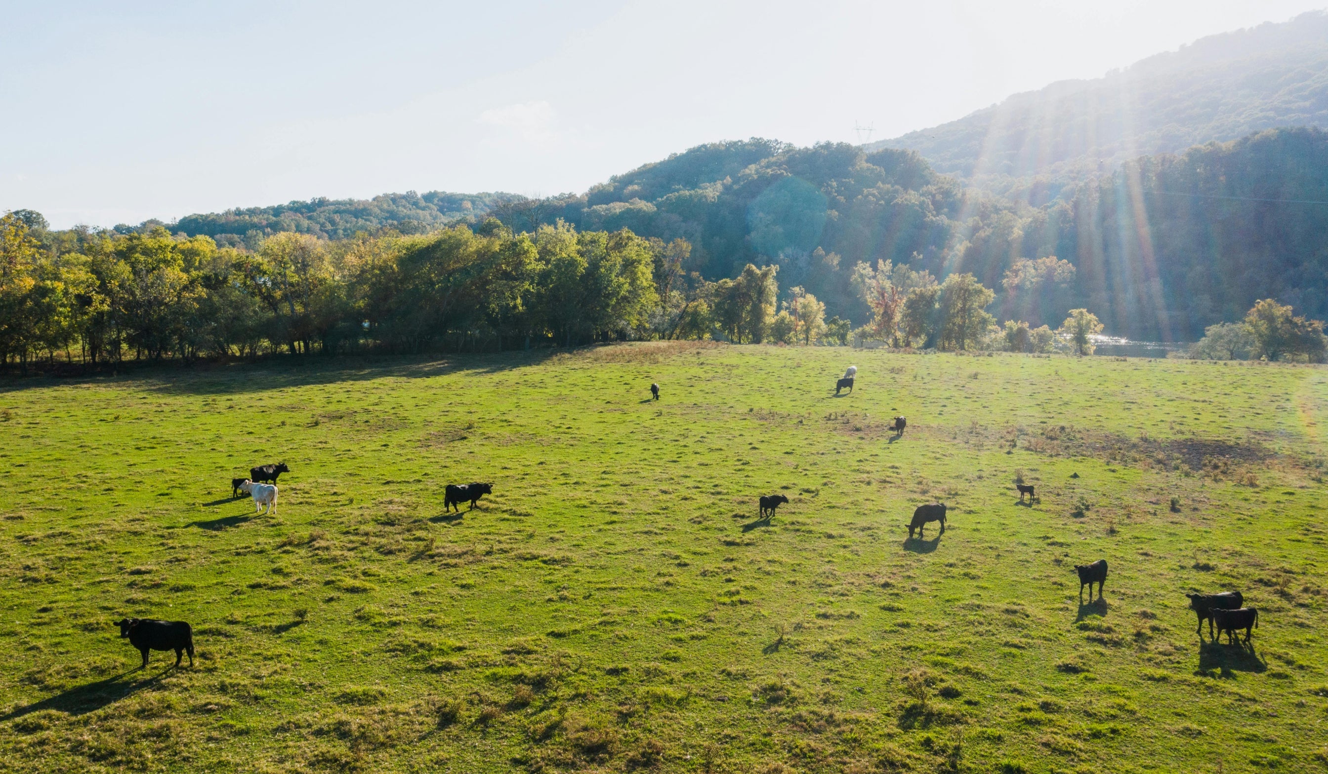 Why Australian Grass-Fed Beef Is Loved Around the World