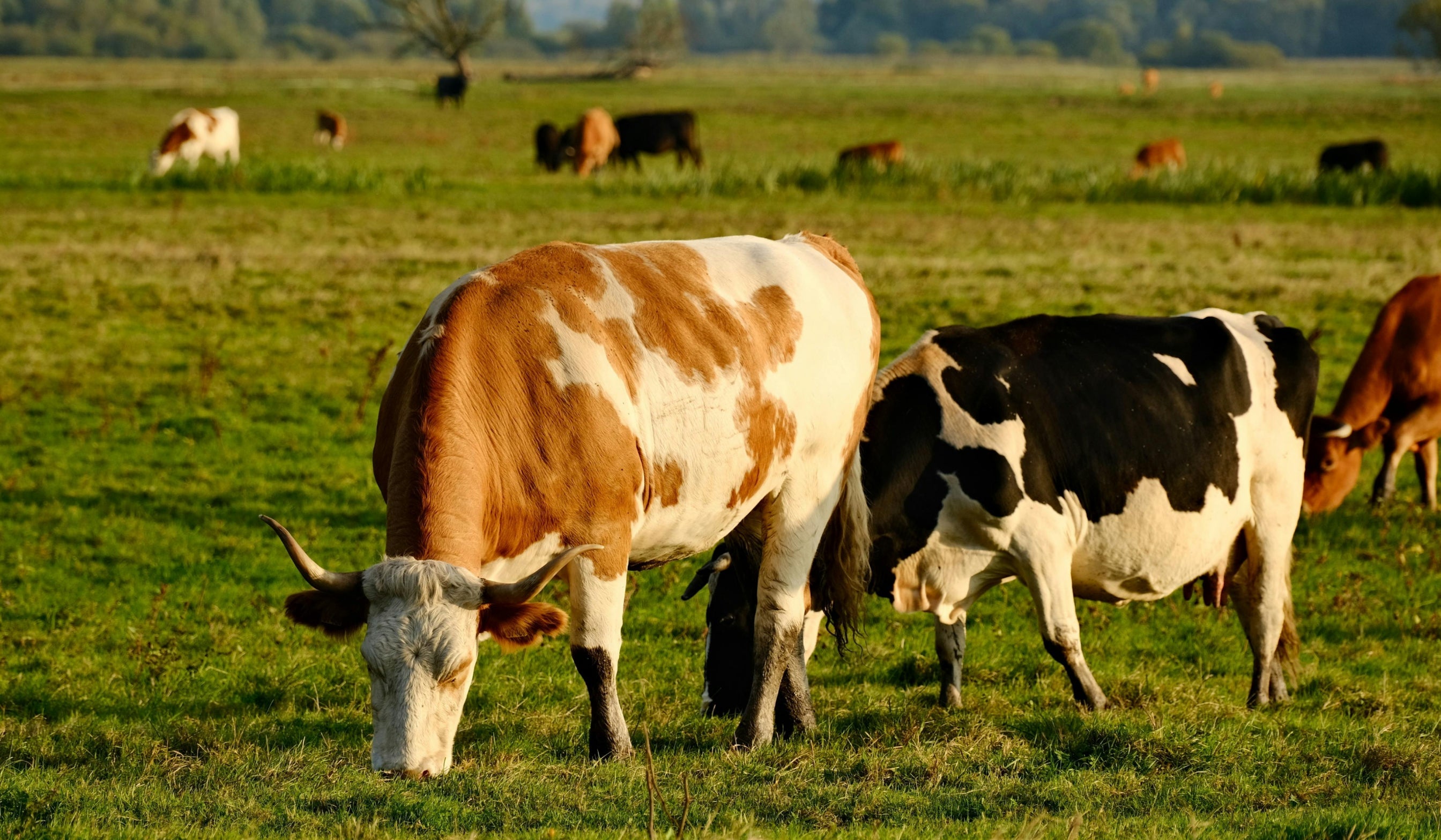 Protein from Grass-fed Beef